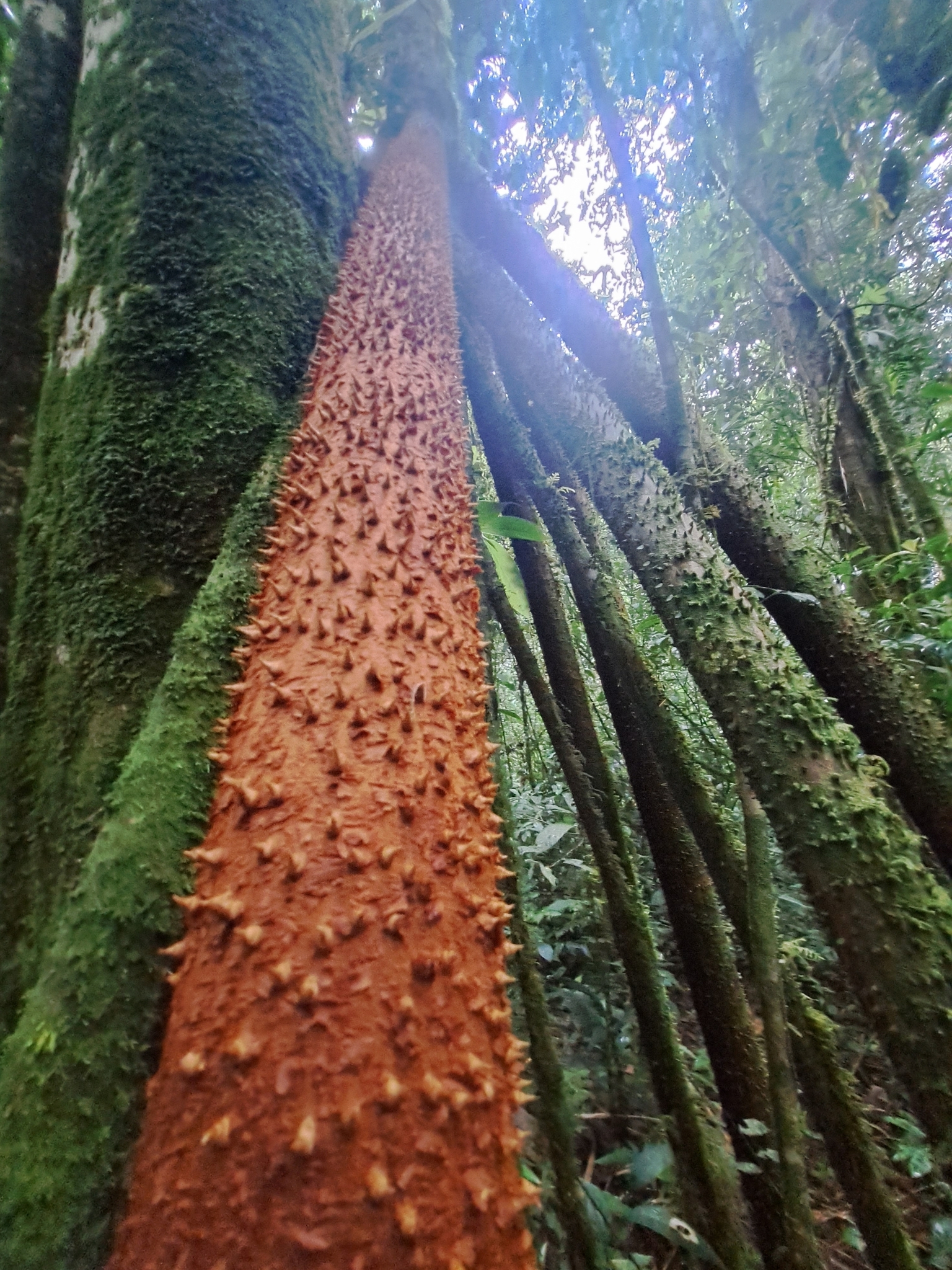 Imagem de Palmeira-rabo-de-peixe