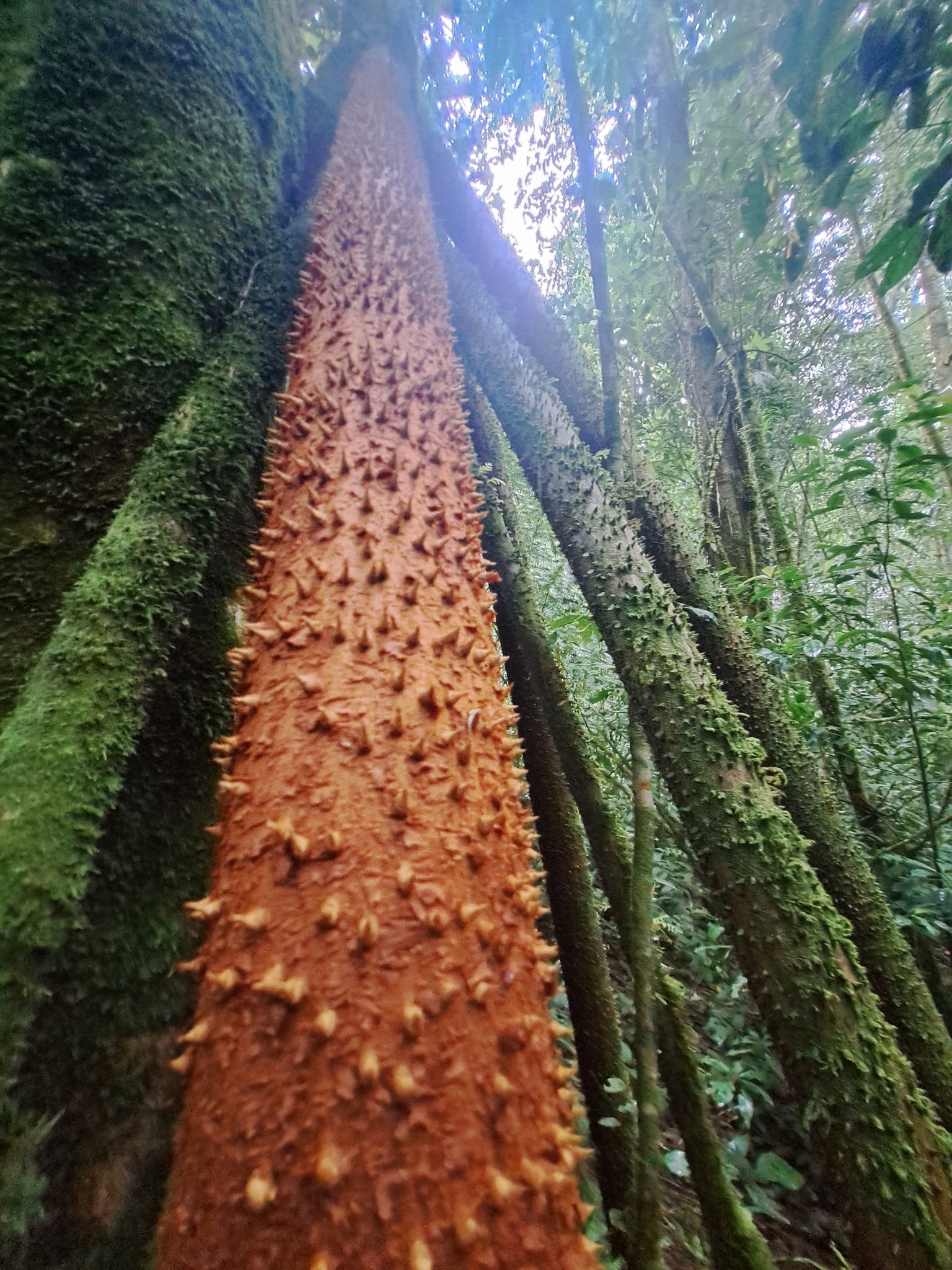 Imagem de Palmeira-rabo-de-peixe