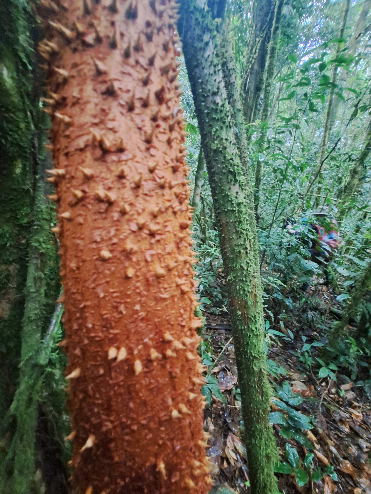 Imagem de Palmeira-rabo-de-peixe