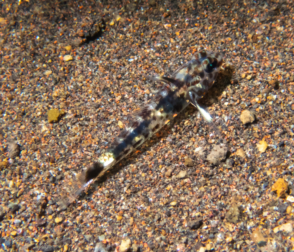 Blotched Goby