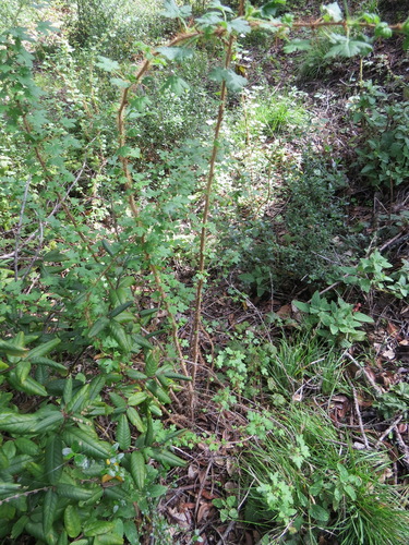 Image of Ribes menziesii by (c) Garth Harwood, some rights reserved (CC BY)