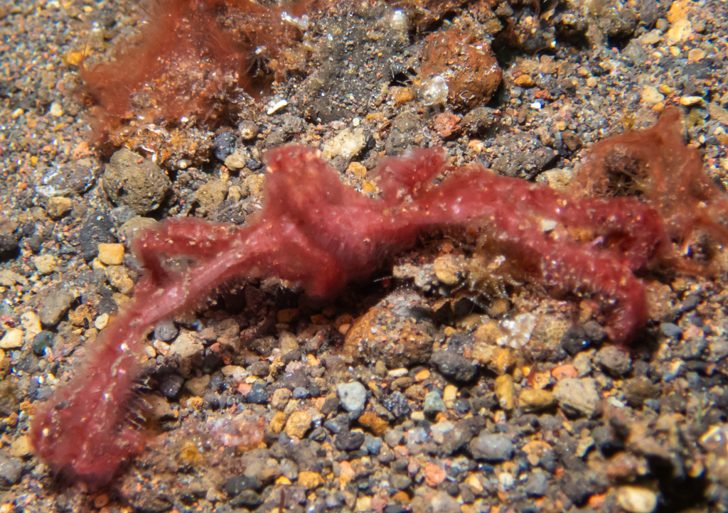 Orangutan Crab