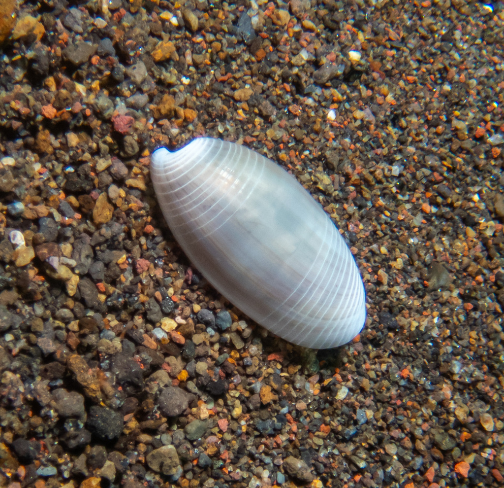 Ghost Paper Bubble Snail
