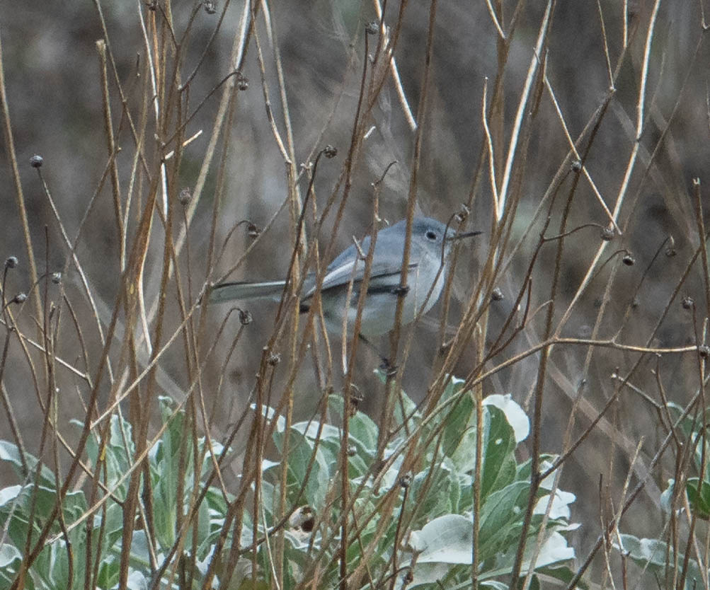 Blue Gray Gnatcatcher From Jurupa Valley CA US On January 21 2024 At   Large 