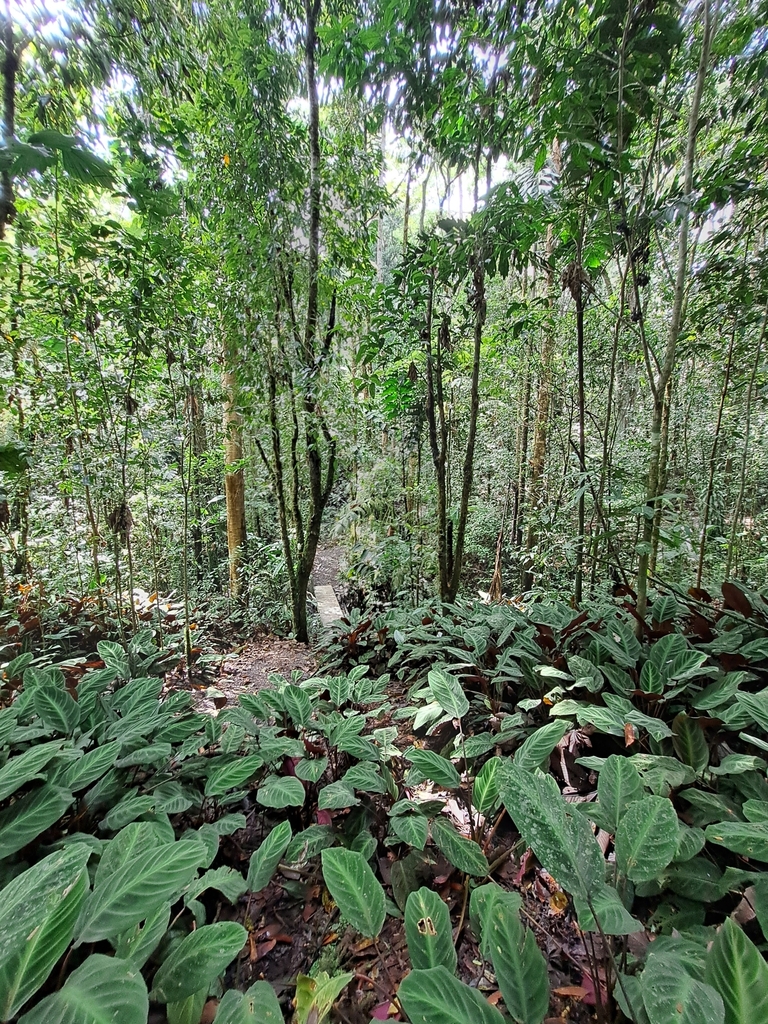 Goeppertia ecuadoriana in January 2024 by swarne · iNaturalist