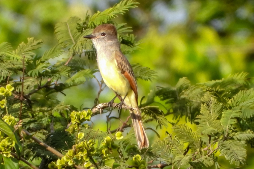 Yucatan Flycatcher