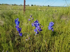 Delphinium variegatum variegatum