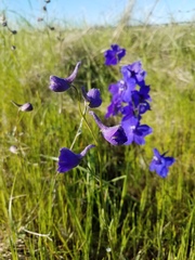 Delphinium variegatum variegatum