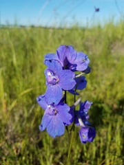 Delphinium variegatum variegatum