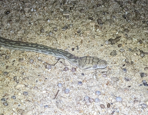 Australian Scrub Python sighting