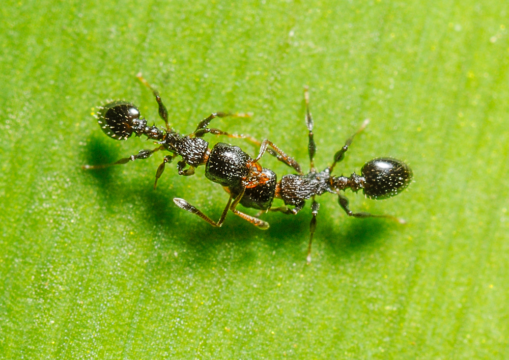 Nesomyrmex echinatinodis