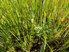 Delphinium variegatum variegatum