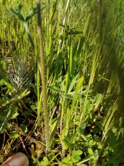 Delphinium variegatum variegatum