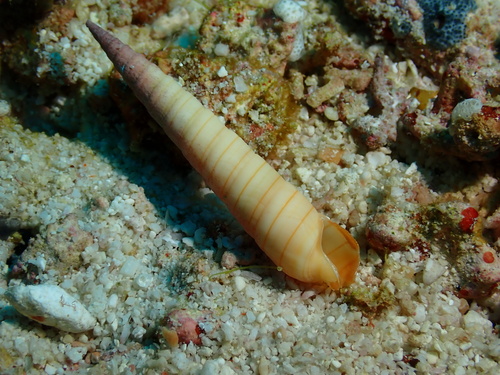 Terebra tricolor observed 2023-12-27