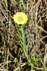 Hemizonia congesta lutescens