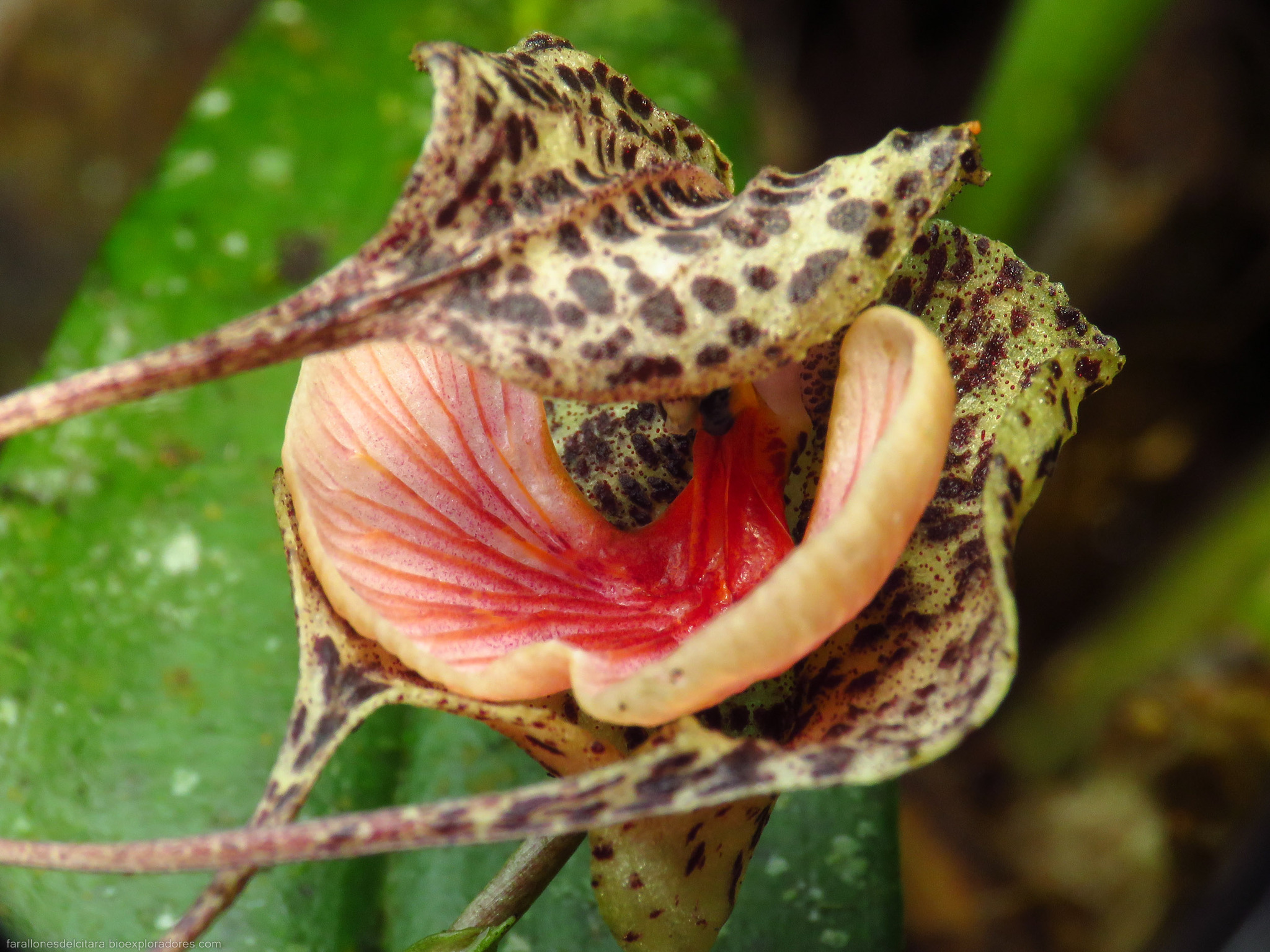 Imagem de Orquídea Drácula