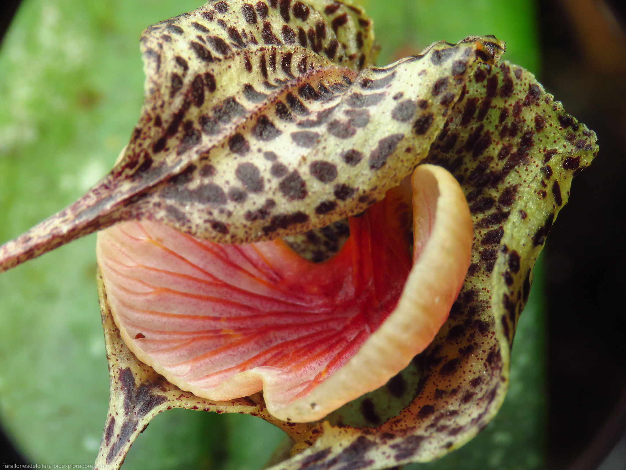 Imagem de Orquídea Drácula