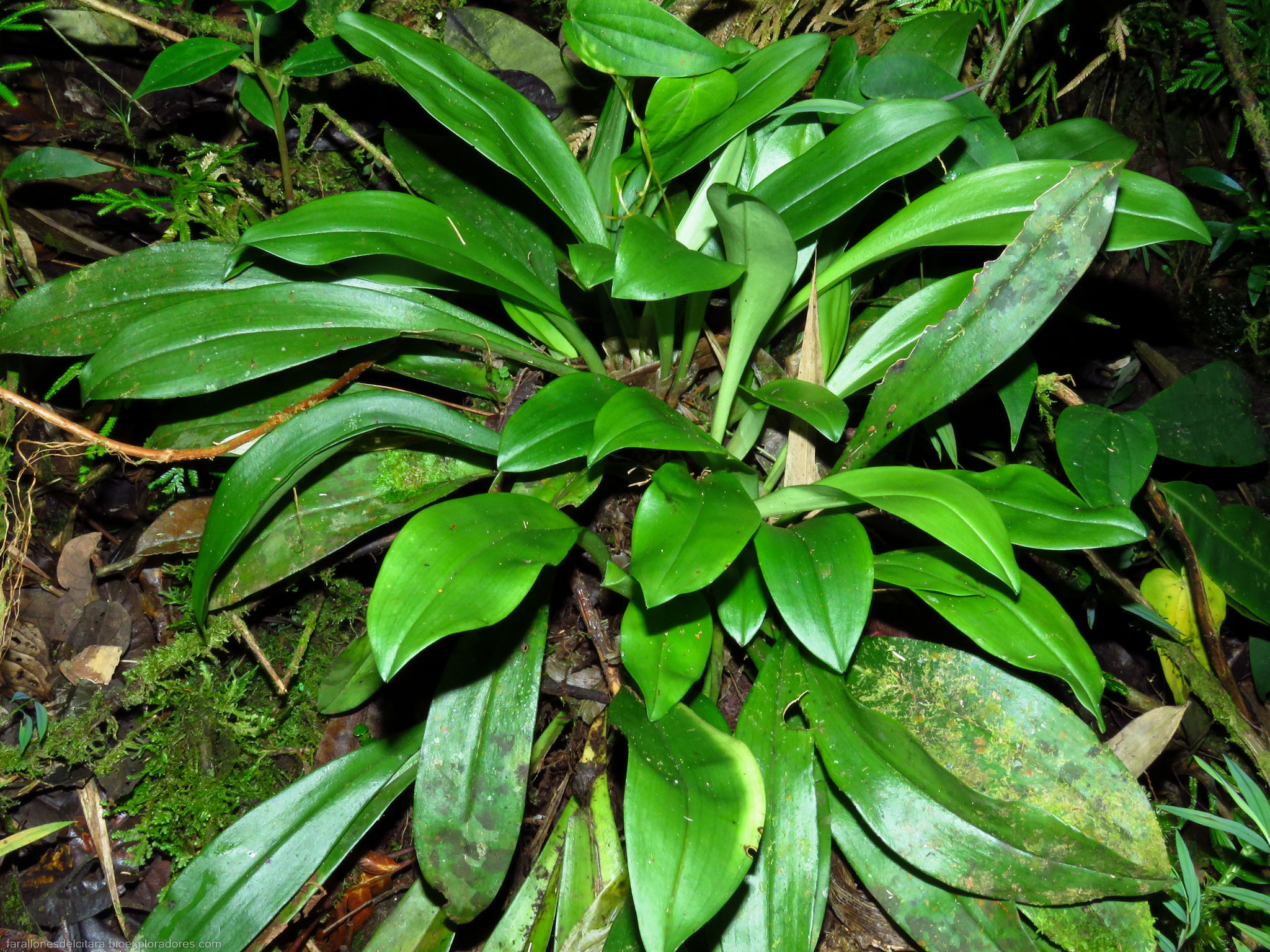 Imagem de Orquídea Drácula