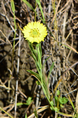Hemizonia congesta lutescens