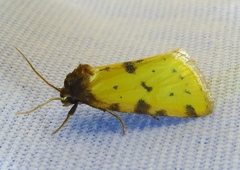Azenia obtusa