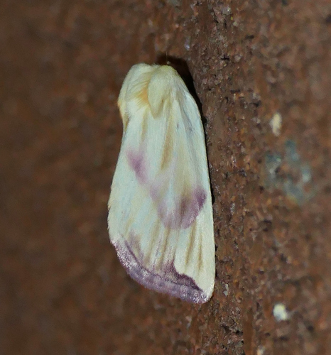 Thurberia Bollworm photo 4
