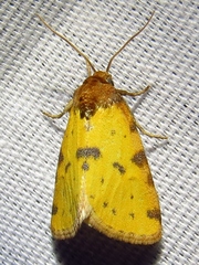 Azenia obtusa