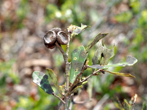 Image of Quercus minima by (c) Jeff Clark, some rights reserved (CC BY)