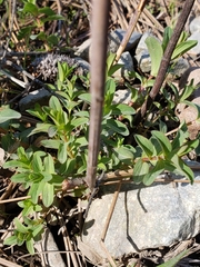 Hypericum perforatum perforatum