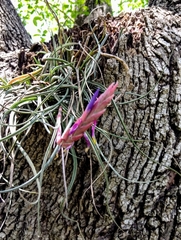 Tillandsia baileyi