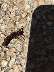 Battus philenor