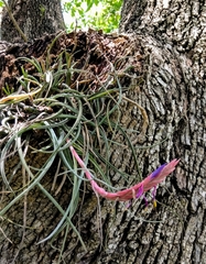 Tillandsia baileyi