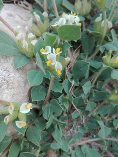 Bladder Vetch