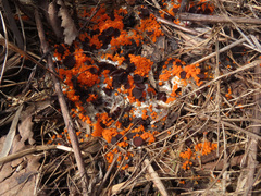 Pseudombrophila guldeniae