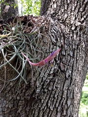 Tillandsia baileyi