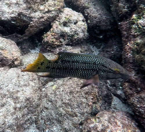 Photo of Mexican hogfish (Bodianus diplotaenia)
