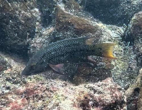 Photo of Mexican hogfish (Bodianus diplotaenia)