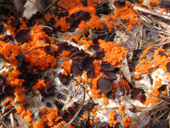 Byssonectria terrestris