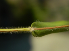 Dichanthelium scribnerianum