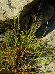 Dichanthelium scribnerianum