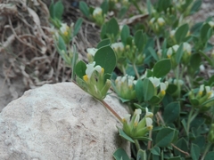 Tripodion tetraphyllum image