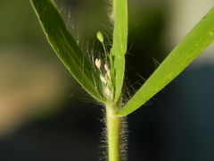 Dichanthelium scribnerianum
