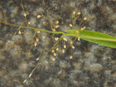 Dichanthelium scribnerianum