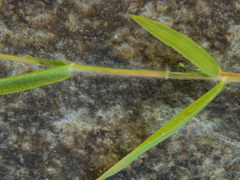 Dichanthelium scribnerianum