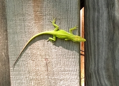 Anolis carolinensis