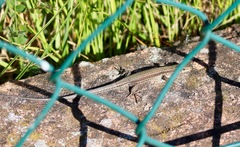 Podarcis muralis