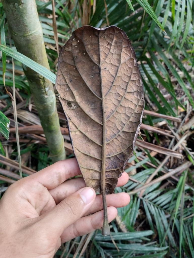 Alangium nobile