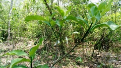 Tabernaemontana amygdalifolia