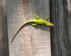 Anolis carolinensis