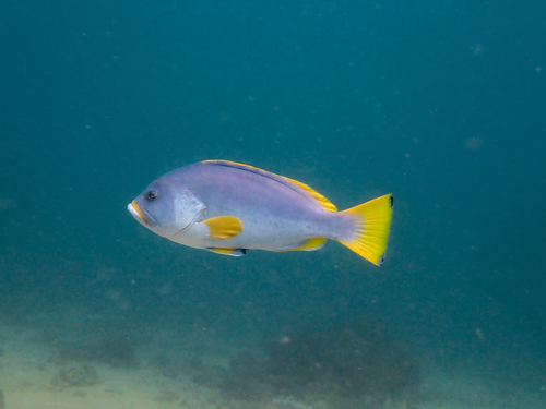 Blue and yellow grouper (Epinephelus flavocaeruleus) — Serranidae