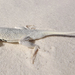 Bleached Earless Lizard - Photo (c) Emily Powell, some rights reserved (CC BY-NC), uploaded by Emily Powell